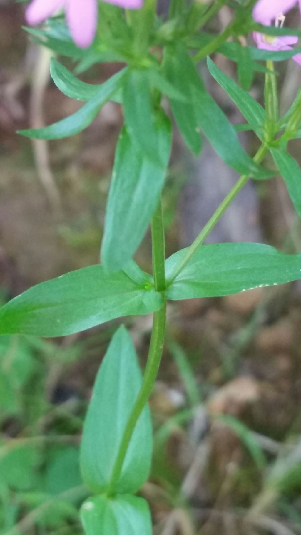 Centaurium erythraea